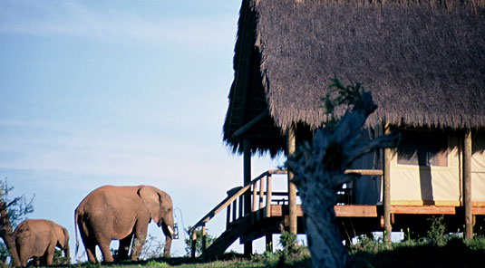 Gorah Elephant Camp - Greater Addo Elephant Park