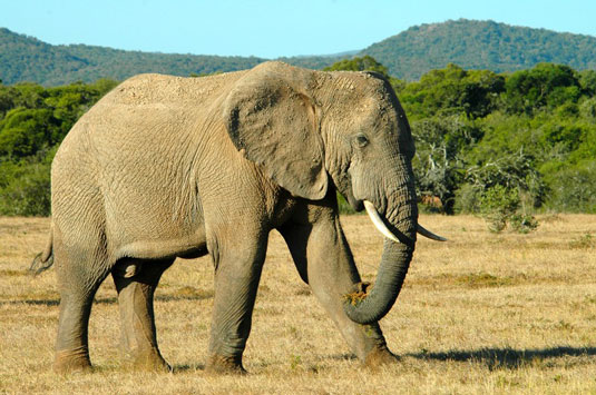 Elephant - Greater Addo and Eastern Cape Game Park Reservations
