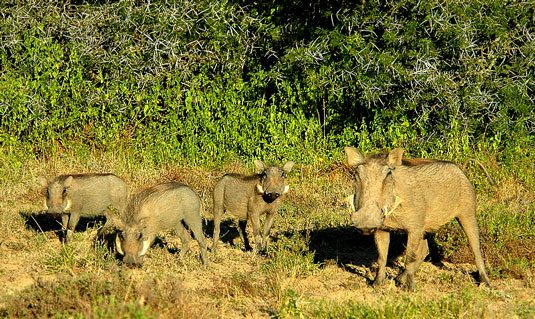 Elephant - Greater Addo and Eastern Cape Game Park Reservations