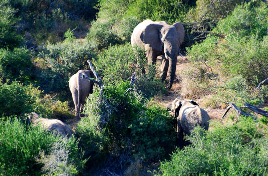 Elephant - Greater Addo and Eastern Cape Game Park Reservations