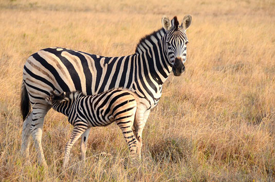 Elephant - Greater Addo and Eastern Cape Game Park Reservations