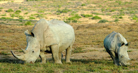 Elephant - Greater Addo and Eastern Cape Game Park Reservations