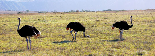 Addo Elephant National Park -