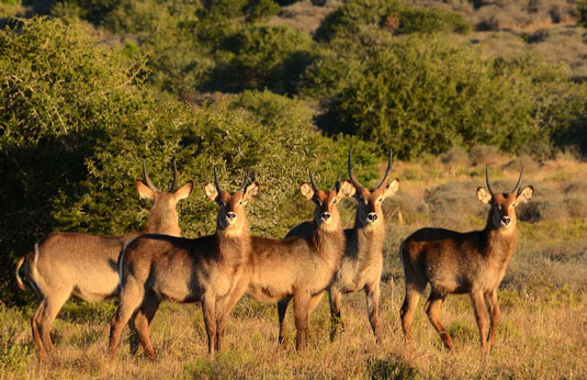 Elephant - Greater Addo and Eastern Cape Game Park Reservations