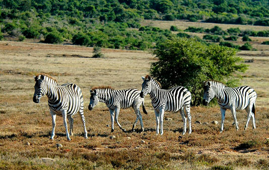 Addo Elephant National Park -