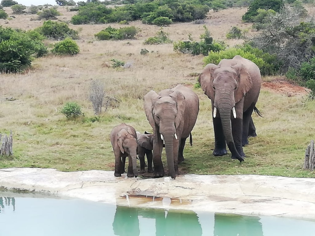 Hlosi Game Lodge - Amakhala Game Reserve