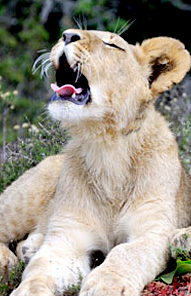 Kariega Private Game Reserve - Lion Cub