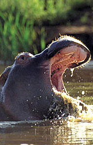 Hippo - Kariega Private Game Reserve