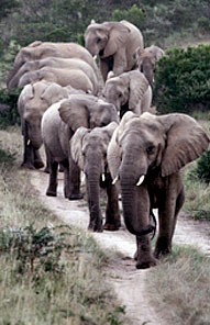 Elephant - Kariega Private Game Reserve