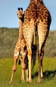 Giraffe - Kariega Private Game Reserve
