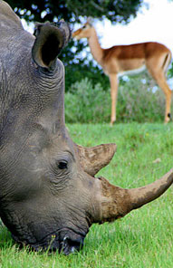 Rhino  - Kariega Private Game Reserve