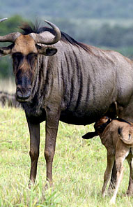 Wildebeest - Kariega Private Game Reserve