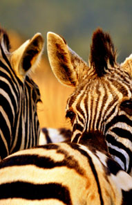 Zebra - Kariega Private Game Reserve