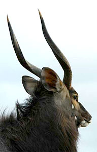 Nyala Male - Pumba Private Game Reserve