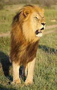 Male Lion - Pumba Private Game Reserve