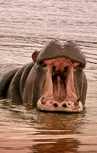Hippo - Pumba Private Game Reserve
