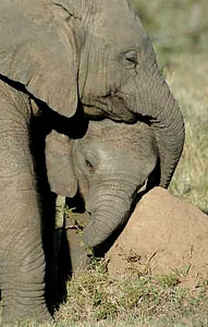 Elephant - Pumba Private Game Reserve