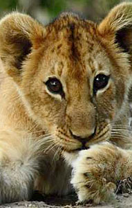 Lion Cub - Pumba Private Game Reserve 