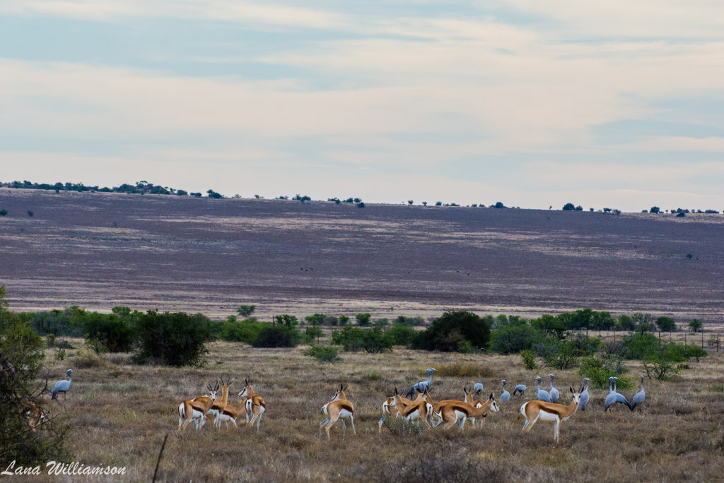 Samara Private Game Reserve