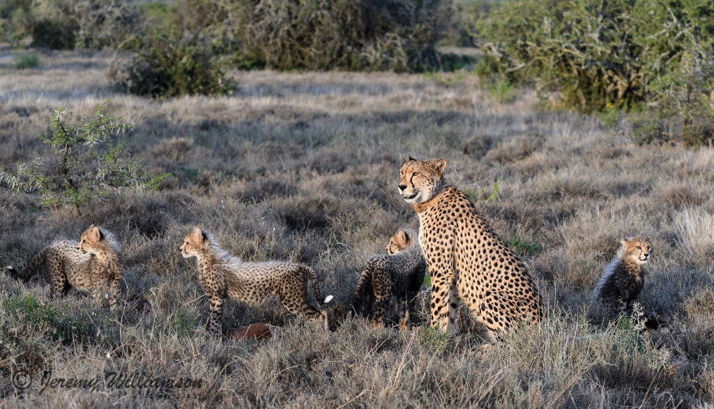 Samara Private Game Reserve